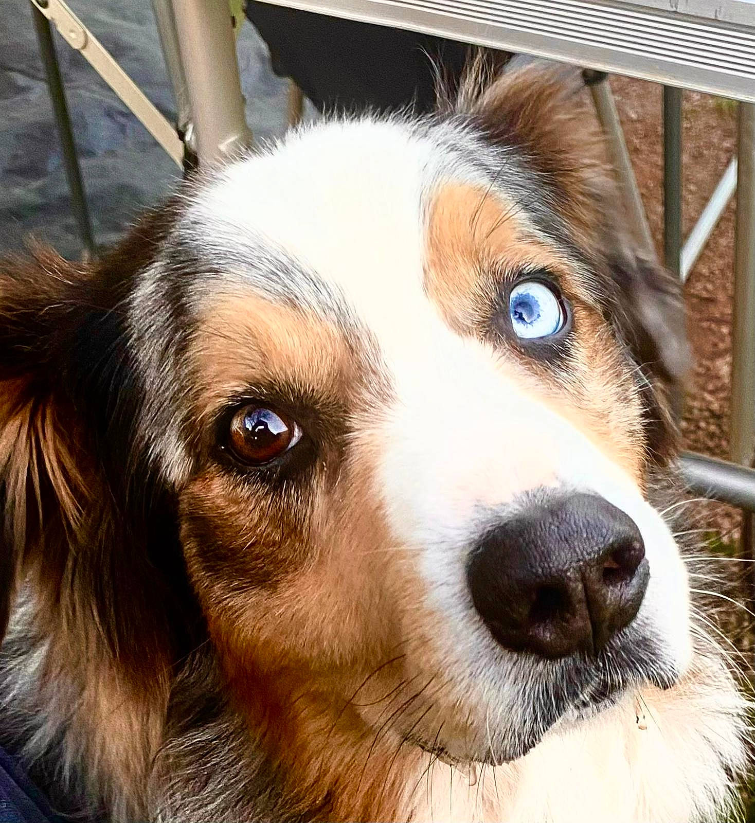 Bob De La Riviere Des Apaches participe au concours pour gagner de l'argent avec cette photo : ancient_dog_breeds, canidae, carnivore, companion_dog, dog, dog_breed, fur, herding_dog, snout, sporting_group, terrestrial_animal, whiskers, working_animal, working_dog