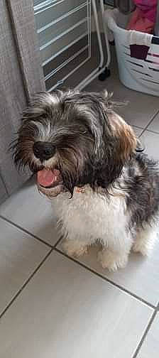 Canaille a rejoint le concours — aidez-le/la à gagner de superbes lots ! bolonka, canidae, carnivore, catalan_sheepdog, dog, dog_breed, havanese, kyi_leo, lhasa_apso, lowchen, mammal, petit_basset_griffon_vendeen, polish_lowland_sheepdog, sapsali, schapendoes, shih_tzu, snout, terrier, tibetan_terrier, vertebrate