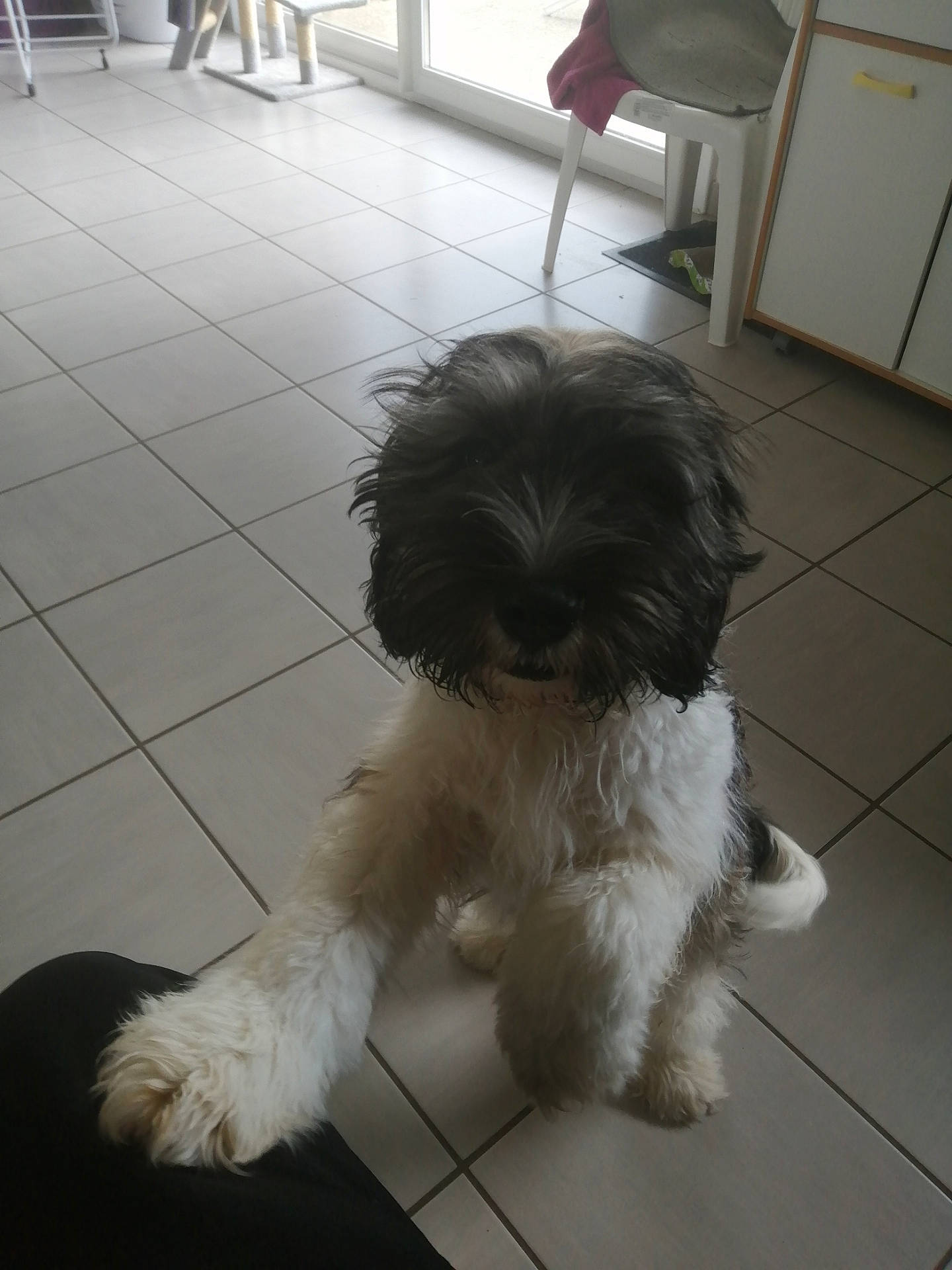 Canaille a rejoint le concours — aidez-le/la à gagner de superbes lots ! bolonka, canidae, carnivore, companion_dog, dog, dog_breed, havanese, kyi_leo, lhasa_apso, maltepoo, mammal, non_sporting_group, polish_lowland_sheepdog, puppy, schapendoes, shih_poo, shih_tzu, sporting_group, tibetan_terrier, vertebrate