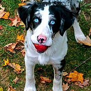 Sky joined the competition — help win amazing prizes! dog, blue_eyes, black_and_white, ball, autumn_leaves, grass, playful, outdoor, pet, canine, fall, nature, animal, young_dog, nose, ears, fur, mouth, toy, ground
