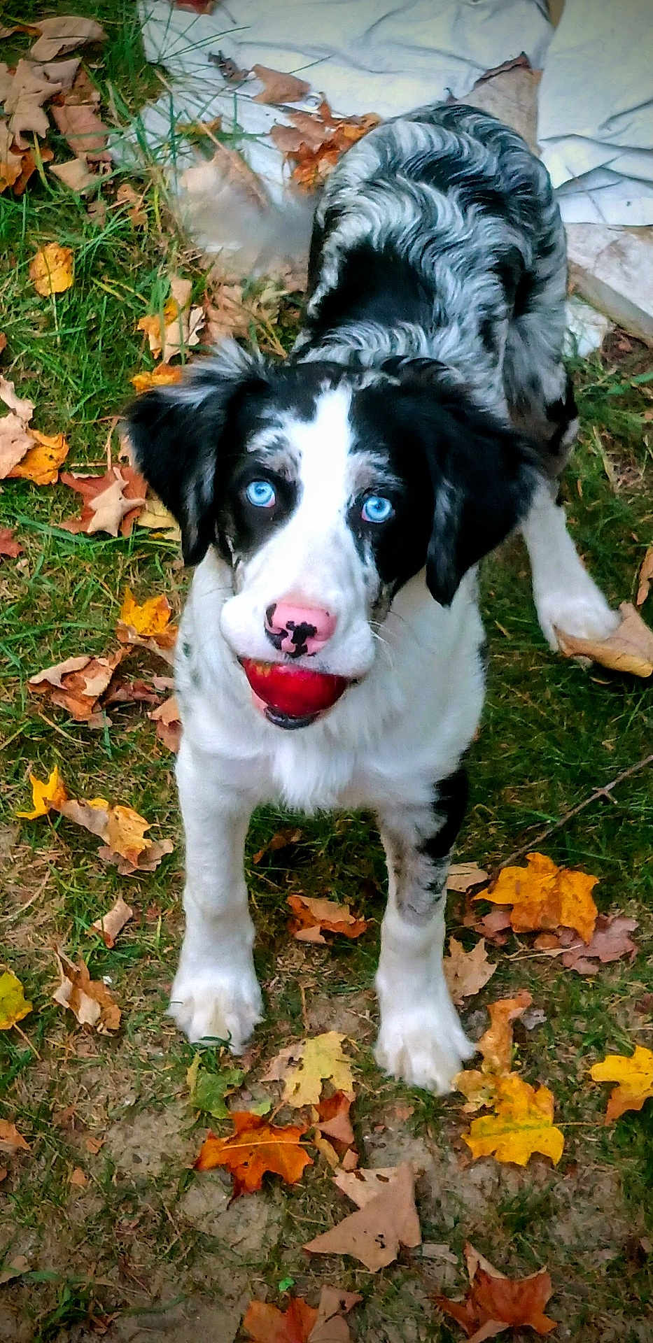 Sky joined the competition — help win amazing prizes! dog, blue_eyes, black_and_white, ball, autumn_leaves, grass, playful, outdoor, pet, canine, fall, nature, animal, young_dog, nose, ears, fur, mouth, toy, ground