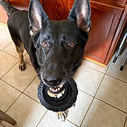 Jallal is registered to the contest to win money with this photo: animal, black_dog, brown_eyes, chewing, close_up, dog, fetching, happy, indoors, kitchen, large_ears, open_mouth, pet, playful, portrait, standing, tile_floor, tire_toy, toy, wooden_cabinets