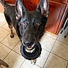 dog, black_dog, pet, animal, toy, tire_toy, chewing, happy, playful, portrait, close_up, standing, indoors, kitchen, wooden_cabinets, tile_floor, large_ears, brown_eyes, open_mouth, fetching