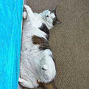 Clyde joined the competition — help win amazing prizes! belly_up, blue, carpet, cat, closed_eyes, curtain, feline, fluffy, gray_fur, indoors, lying_down, paws, pet, pink_nose, relaxed, sleeping, tabby, tail, whiskers, white_fur