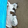 cat, feline, pet, sleeping, lying_down, belly_up, white_fur, gray_fur, tabby, fluffy, paws, tail, whiskers, pink_nose, closed_eyes, carpet, curtain, blue, indoors, relaxed