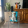 dog, pet, small_dog, fluffy, white_fur, brown_fur, sitting, chair, indoor, living_room, furniture, television, plants, flowers, vase, cabinet, window, curtains, sunlight, portrait