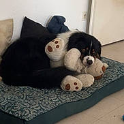 Scott participe au concours pour gagner de l'argent avec cette photo : dog, stuffed_toy, teddy_bear, dog_bed, indoor, floor, pillow, black_fur, white_fur, brown_fur, resting, cute, pet, animal, cozy, home, toy, floor_tiles, wall, door
