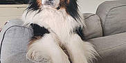 Scott a rejoint le concours — aidez-le/la à gagner de superbes lots ! dog, couch, indoor, pet, fluffy, black, white, brown, paws, fur, relaxed, looking, animal, domestic, companion, furniture, living_room, cute, household, portrait