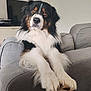 dog, couch, indoor, pet, fluffy, black, white, brown, paws, fur, relaxed, looking, animal, domestic, companion, furniture, living_room, cute, household, portrait