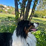 Scott participe au concours pour gagner de l'argent avec cette photo : dog, outdoor, grass, tree, blue_sky, tongue_out, fluffy, black_and_white, pet, nature, sunlight, canine, animal, collar, summer, park, daytime, happy, relaxed, muzzle