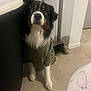 Scott participe au concours pour gagner de l'argent avec cette photo : dog, pet, indoor, floor, clothing, black, white, brown, fur, sitting, curious, attentive, furniture, coat, tail, room, doorway, casual, house, companion