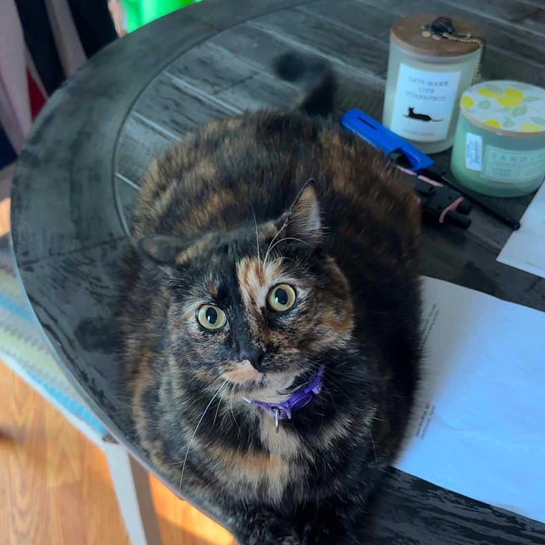 Nova