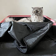 Leo a rejoint le concours — aidez-le/la à gagner de superbes lots ! cat, fluffy_cat, grey_cat, suitcase, black_fabric, indoor, pet, fur, animal, curious, wide_eyes, resting, container, zipper, travel, household, domestic_animal, feline, looking, relaxed