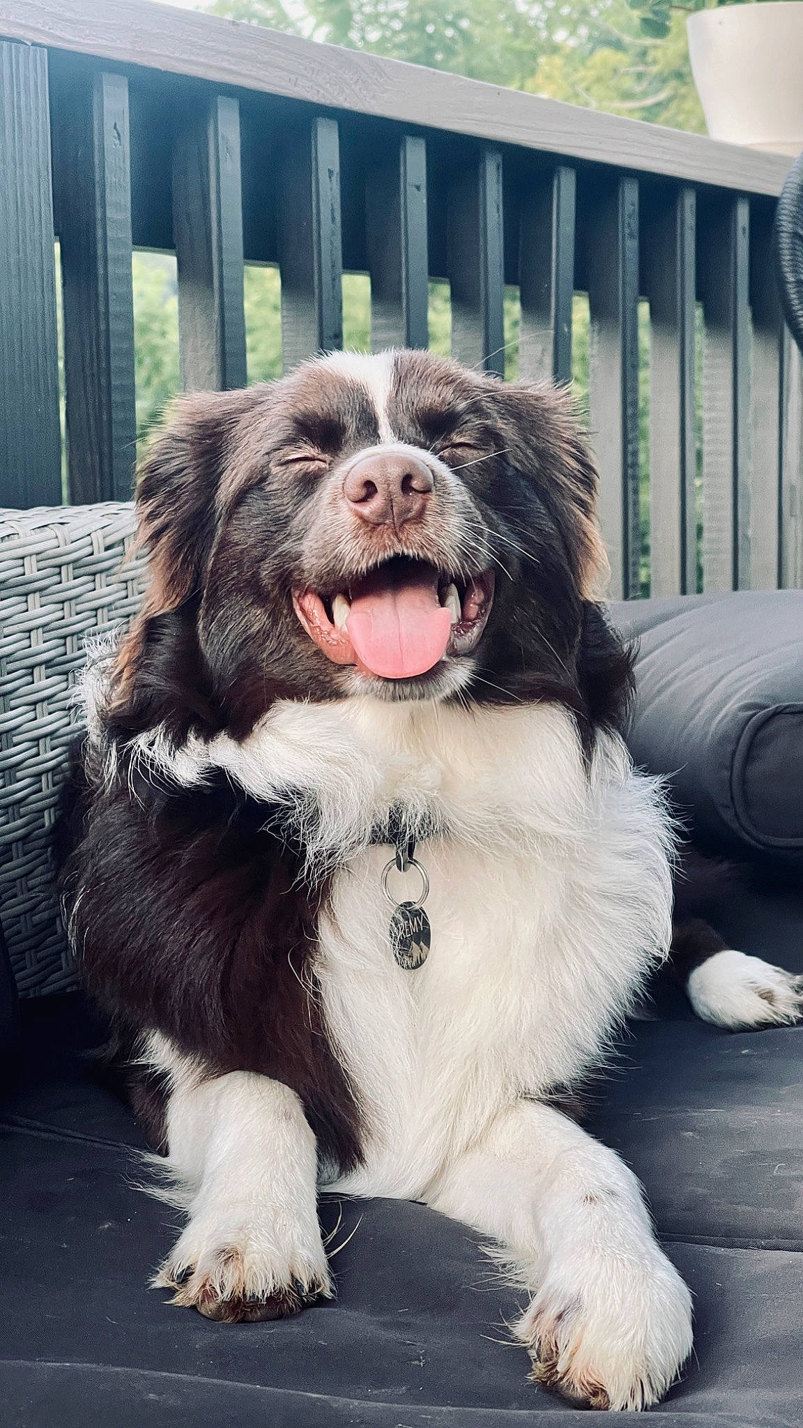 Remy joined the competition — help win amazing prizes! canidae, carnivore, collar, companion_dog, dog, dog_breed, dog_collar, fang, fence, fur, gun_dog, liver, paw, snout, spaniel, sporting_group, toy_dog, whiskers, working_dog, yawn