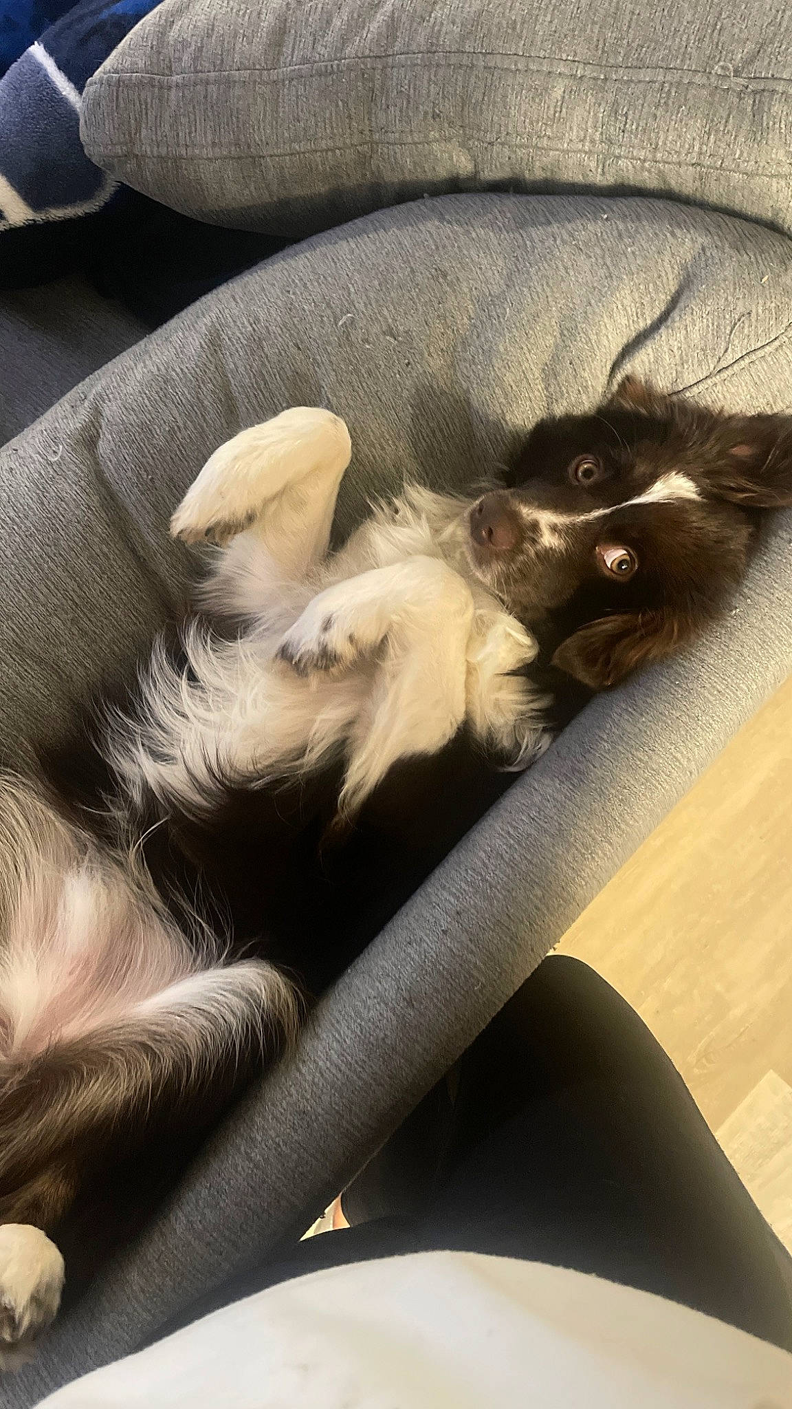 Remy joined the competition — help win amazing prizes! carnivore, cat, claw, comfort, companion_dog, dog_breed, domestic_short_haired_cat, fawn, felidae, foot, fur, human_leg, lap, nap, paw, siamese, small_to_medium_sized_cats, tail, thigh, whiskers