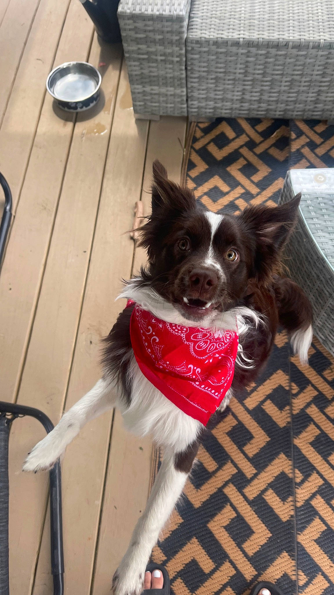 Remy is registered to the contest to win money with this photo: canidae, carnivore, collar, companion_dog, dog, dog_breed, dog_collar, dog_supply, door, fawn, flooring, fur, leash, plant, snout, sporting_group, tail, toy_dog, whiskers, wood