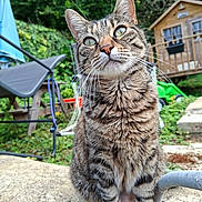 Daisy participe au concours pour gagner de l'argent avec cette photo : cat, tabby_cat, outdoor, garden, greenery, stone, ledge, wooden_shed, furniture, chair, curious, pet, animal, whiskers, ears, eyes, nature, daylight, closeup, domestic_cat