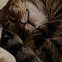 Tot is registered to the contest to win money with this photo: cat, tabby, sleeping, close_up, paw, fur, whiskers, nose, blanket, cozy, relaxed, pet, animal, cute, resting, soft, indoor, domestic_cat, mammal, feline
