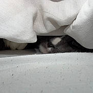 Tot is registered to the contest to win money with this photo: cat, blanket, white, cozy, hiding, peeking, fur, nose, eye, soft, texture, indoor, cute, pet, animal, resting, comfort, sleepy, closeup, hidden