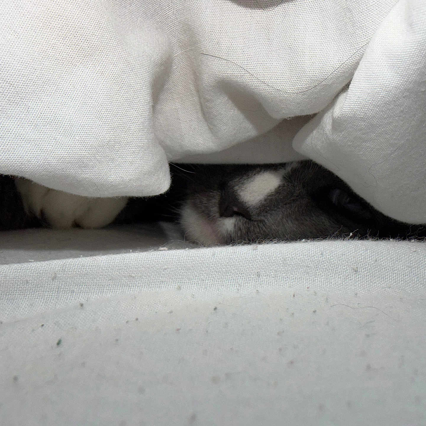 Tot is registered to the contest to win money with this photo: animal, blanket, cat, closeup, comfort, cozy, cute, eye, fur, hidden, hiding, indoor, nose, peeking, pet, resting, sleepy, soft, texture, white