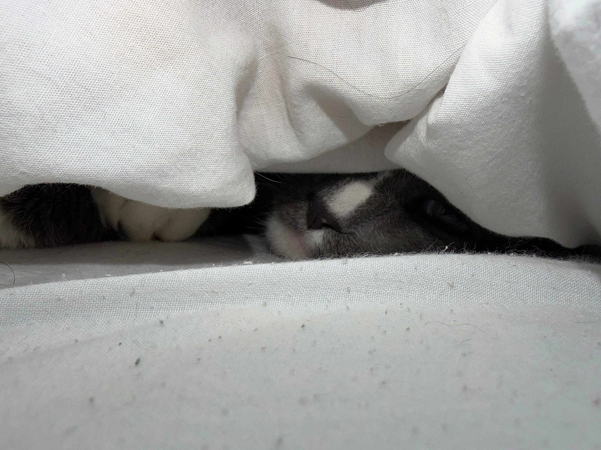 Tot is registered to the contest to win money with this photo: cat, blanket, white, cozy, hiding, peeking, fur, nose, eye, soft, texture, indoor, cute, pet, animal, resting, comfort, sleepy, closeup, hidden