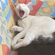 Charly participe au concours pour gagner de l'argent avec cette photo : cat, white_cat, yawning, feline, pet, indoor, couch, colorful, patterned_fabric, cushion, relaxed, animal, fur, paw, teeth, mouth_open, black_patch, resting, living_room, domestic
