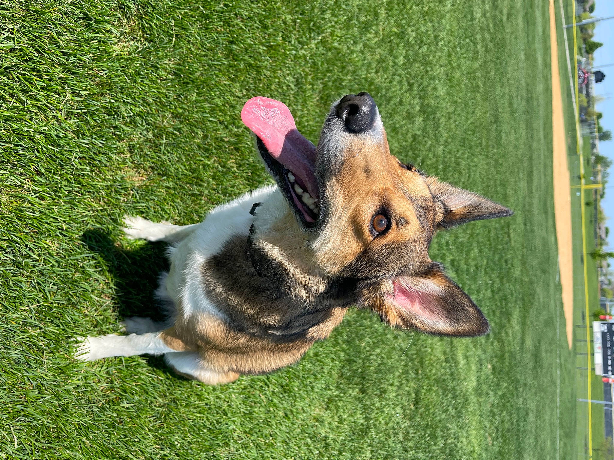 Marshal is registered to the contest to win money with this photo: australian_cattle_dog, canidae, carnivore, companion_dog, dog, dog_breed, dog_supply, east_european_shepherd, fawn, german_shepherd_dog, grass, herding_dog, king_shepherd, lawn, old_german_shepherd_dog, plant, snout, sporting_group, tail, working_animal