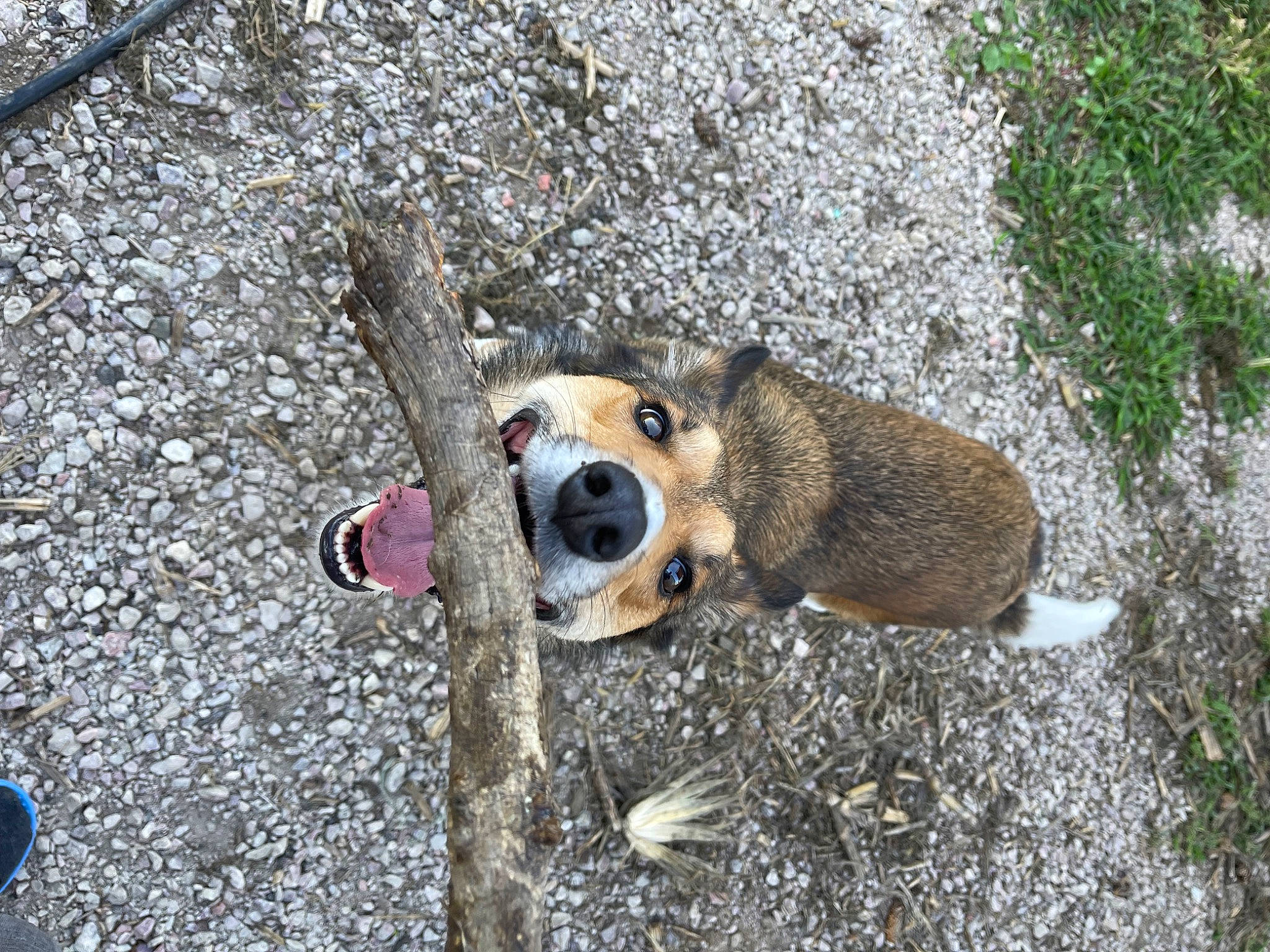 Marshal joined the competition — help win amazing prizes! bear, bedrock, canidae, carnivore, companion_dog, dog_breed, fawn, fur, grass, groundcover, plant, road_surface, rock, snout, soil, stuffed_toy, tail, terrestrial_animal, trunk, whiskers