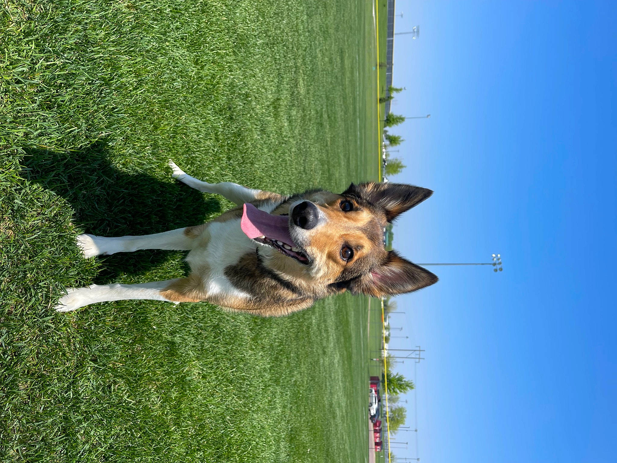 Marshal joined the competition — help win amazing prizes! canidae, carnivore, collar, companion_dog, dog, dog_breed, dog_sports, fawn, fun, grass, leisure, plant, pole, schutzhund, sky, sporting_group, tree, water, working_animal, working_dog
