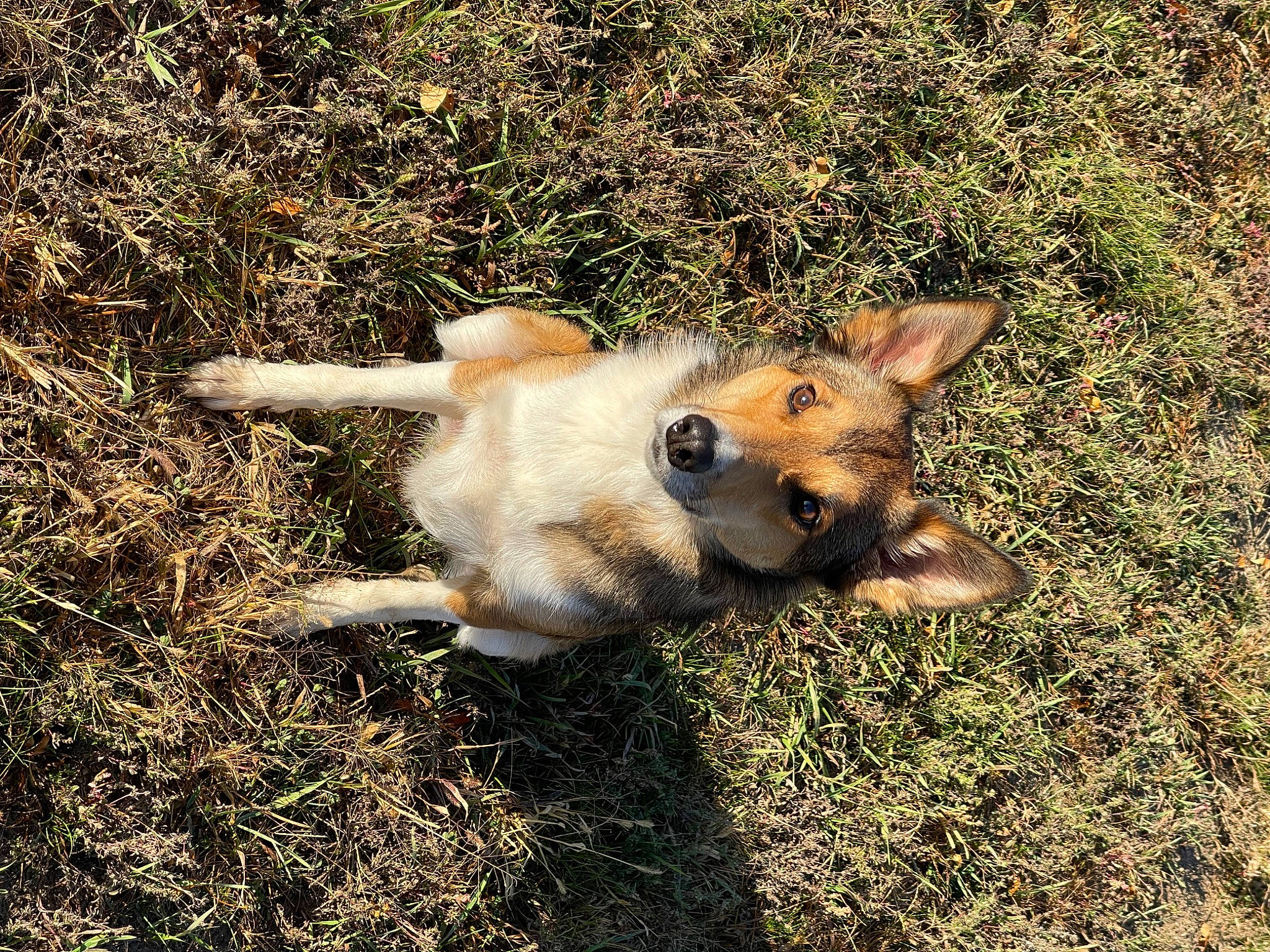 Marshal joined the competition — help win amazing prizes! canidae, carnivore, companion_dog, dog, dog_breed, east_european_shepherd, fawn, fur, german_shepherd_dog, grass, herding_dog, plant, snout, soil, sporting_group, tail, terrestrial_animal, wildlife, working_animal, working_dog