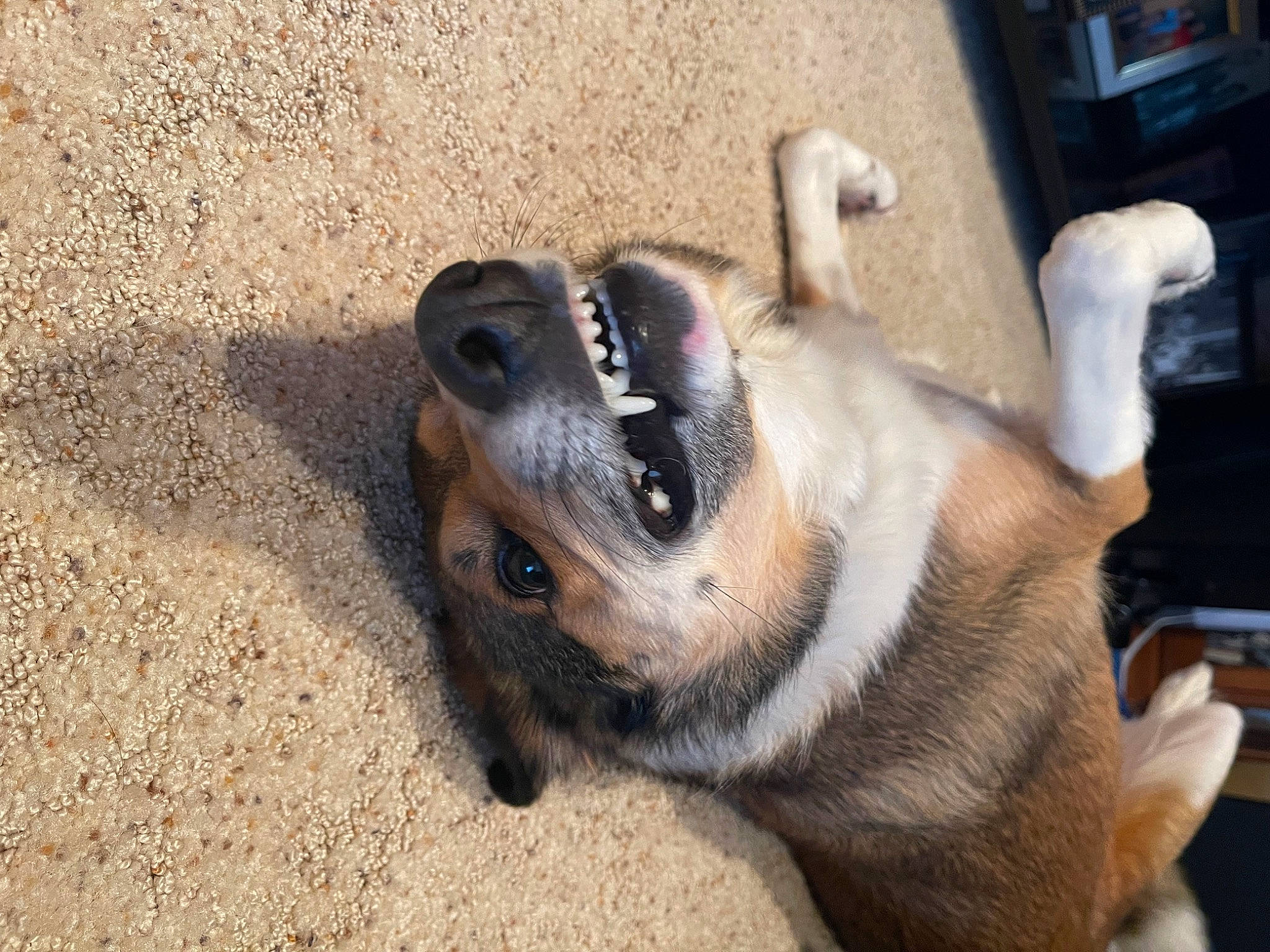 Marshal joined the competition — help win amazing prizes! canidae, carnivore, claw, companion_dog, dog, dog_breed, fawn, foot, fur, non_sporting_group, paw, pet_supply, snout, sporting_group, tail, terrestrial_animal, toe, whiskers, wildlife, working_animal