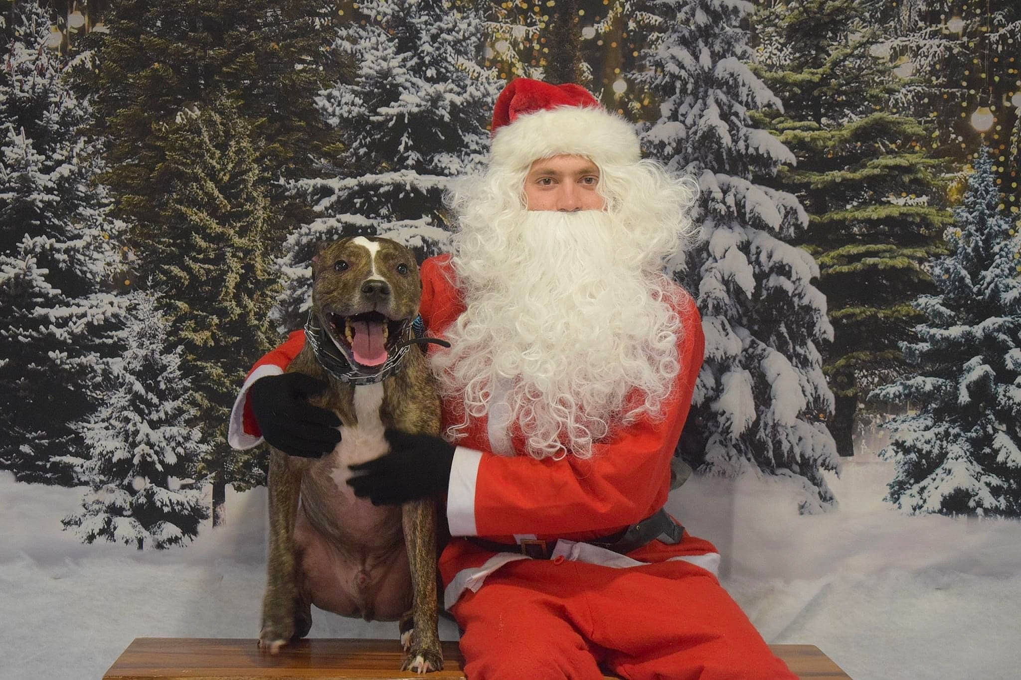 Grizzly joined the competition — help win amazing prizes! beard, christmas, christmas_decoration, christmas_eve, christmas_ornament, dog, event, facial_hair, fictional_character, fun, fur_clothing, glasses, happy, hat, holiday, lap, mammal, santa_claus, snow, tree