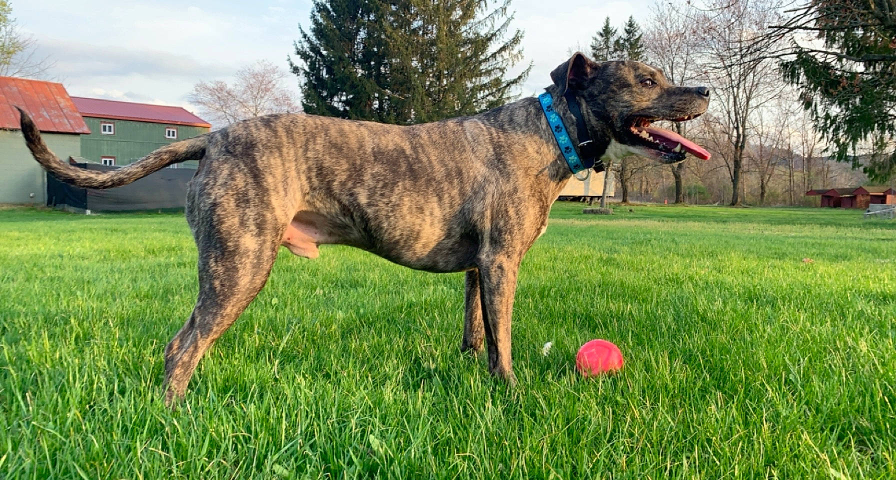 Grizzly is registered to the contest to win money with this photo: canidae, carnivore, cloud, collar, companion_dog, dog, dog_breed, dog_collar, dog_supply, fawn, flying_disc, grass, grassland, plant, sky, snout, sporting_group, sports_toy, tree, working_animal