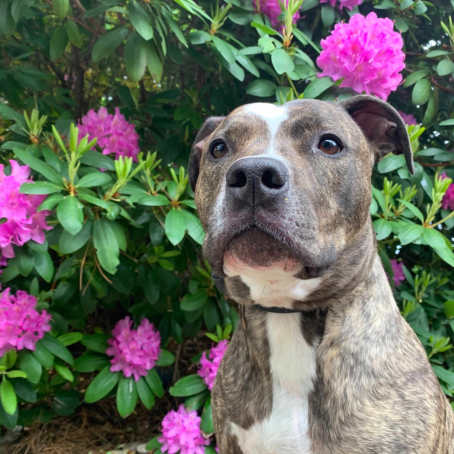 Grizzly is registered to the contest to win money with this photo: annual_plant, botany, carnivore, collar, companion_dog, dog, dog_breed, fawn, flower, flowerpot, garden, grass, groundcover, petal, pink, plant, shrub, snout, sporting_group, terrestrial_plant