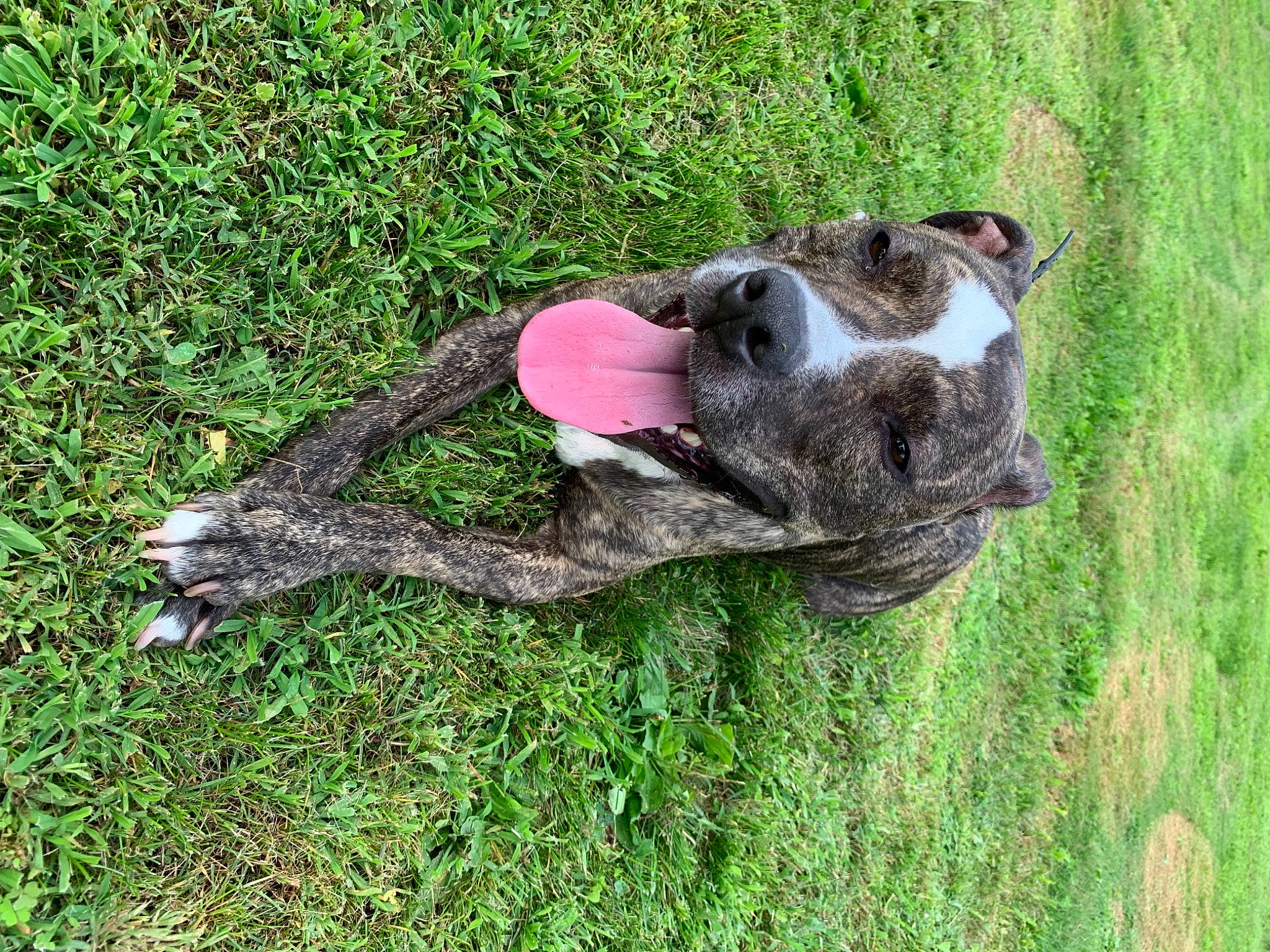 Grizzly is registered to the contest to win money with this photo: canidae, carnivore, companion_dog, dog, dog_breed, fawn, grass, grassland, groundcover, lawn, paw, plant, snout, sporting_group, tail, terrestrial_animal, trunk, wildlife, wood, working_animal