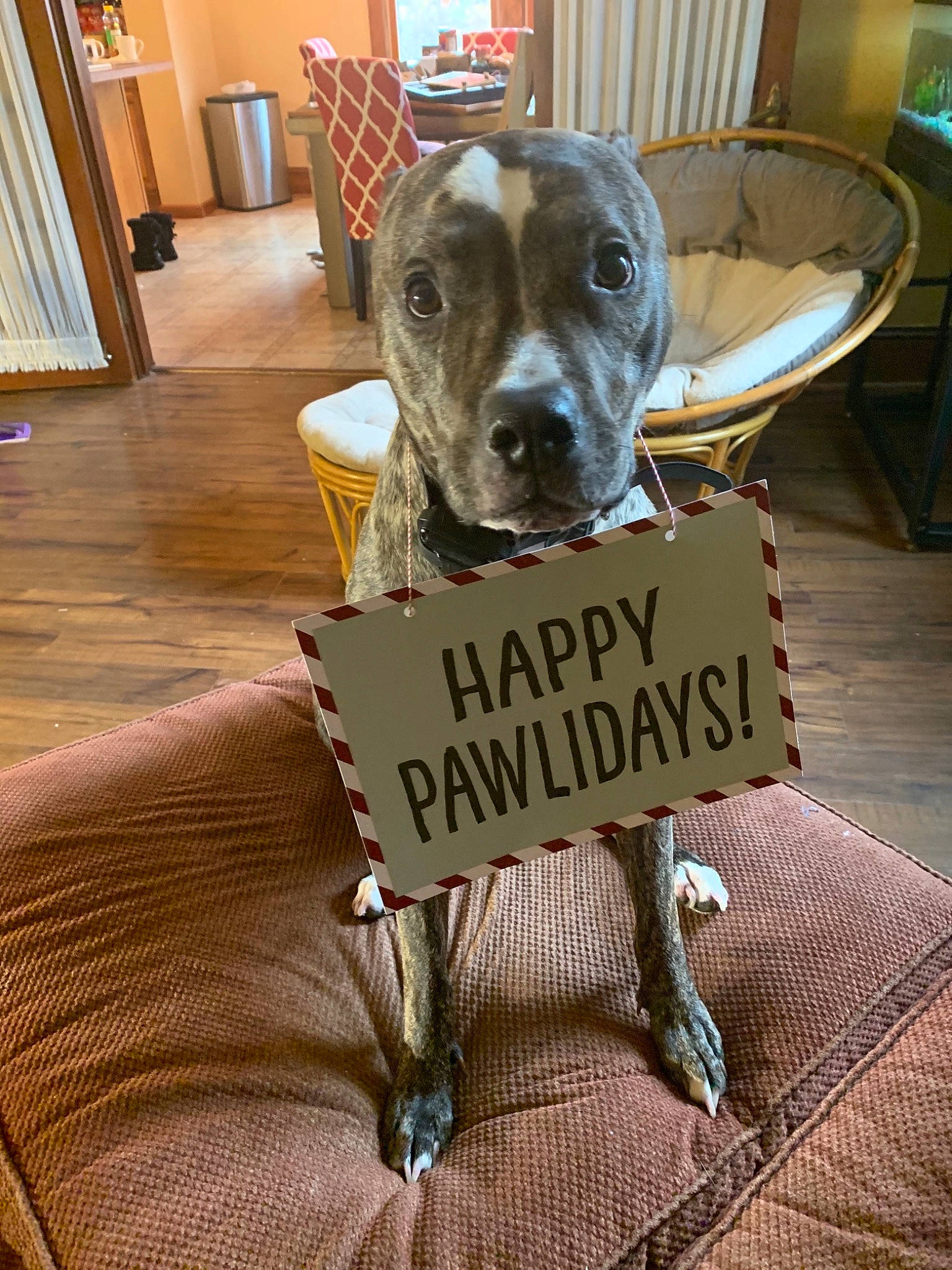 Grizzly is registered to the contest to win money with this photo: canidae, carnivore, chair, comfort, companion_dog, curtain, dog, dog_breed, dog_supply, door, flooring, hardwood, pet_supply, room, snout, sporting_group, terrestrial_animal, wood, wood_flooring, working_animal