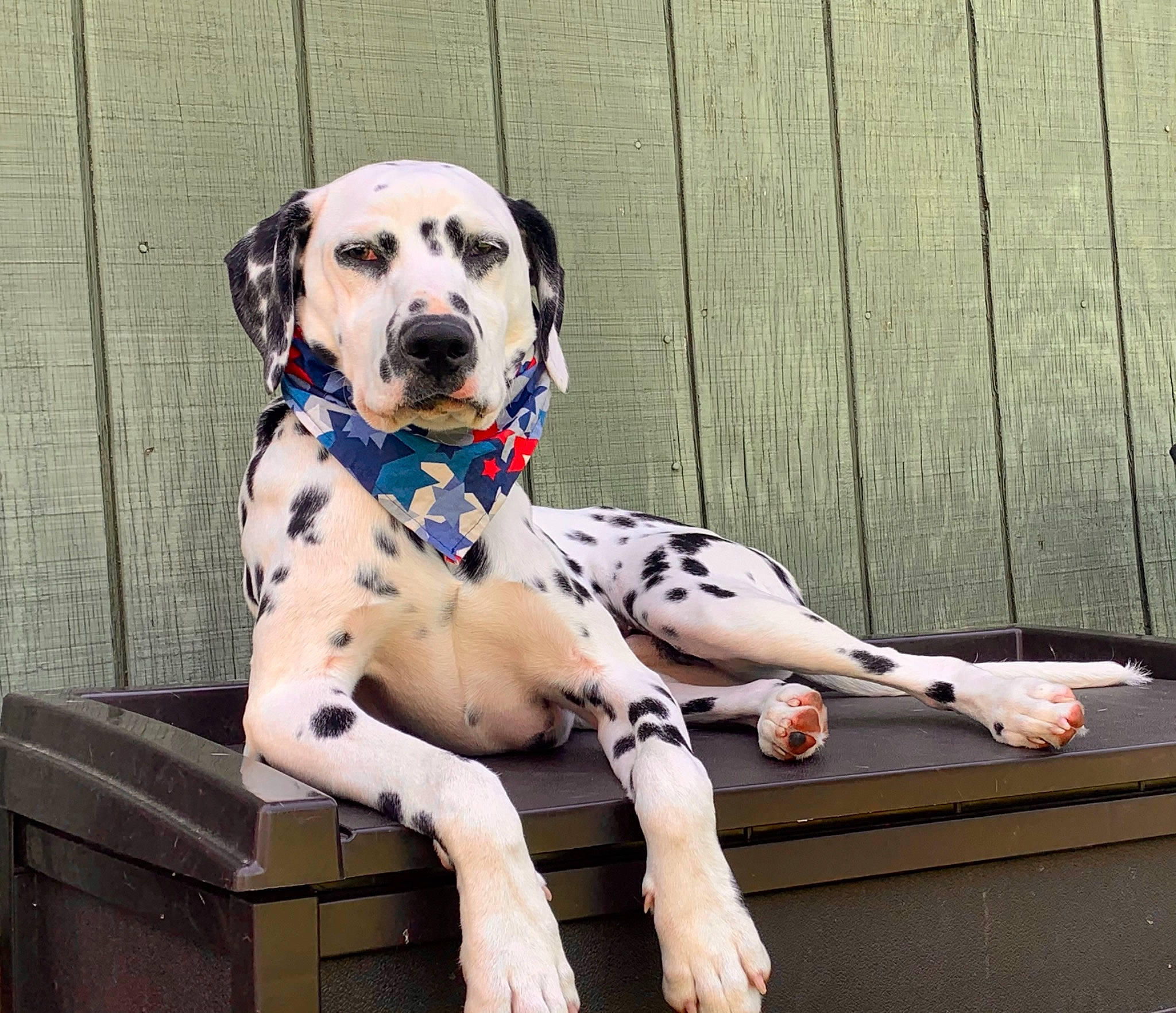 Marshall joined the competition — help win amazing prizes! carmine, carnivore, collar, companion_dog, dalmatian, dog, dog_breed, dog_collar, dog_supply, fawn, foot, paw, pet_supply, sitting, snout, sporting_group, tail, thigh, wood, working_animal