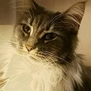 Twixy participe au concours pour gagner de l'argent avec cette photo : cat, fluffy, fur, whiskers, closeup, pet, animal, portrait, cute, feline, indoor, soft_light, muzzle, ears, eyes, domestic_cat, calm, furry, head, face