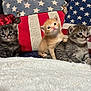 kitten, cat, animal, pet, cute, fluffy, fur, indoor, blanket, pillow, pattern, star, striped, orange_kitten, gray_kitten, tabby, small, young, resting, cozy