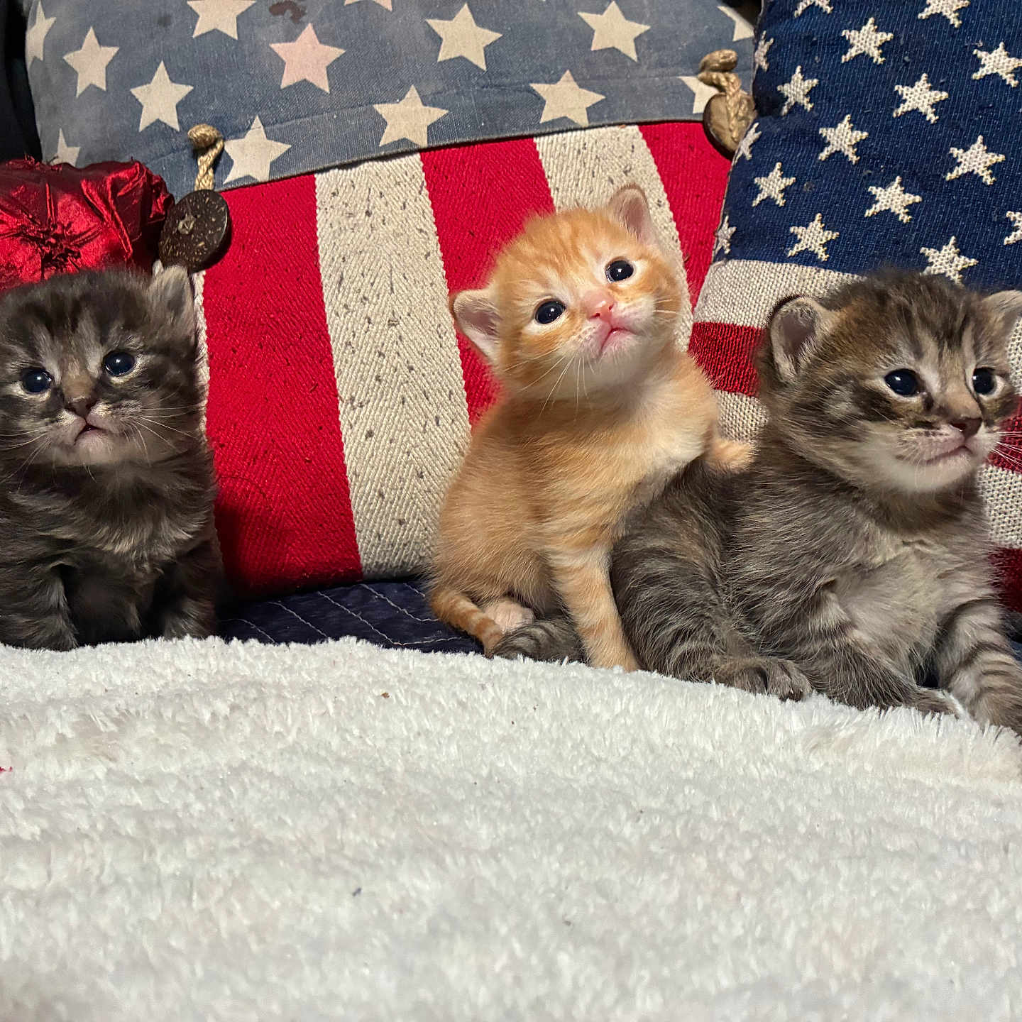 Fancy Lady Cooper joined the competition — help win amazing prizes! animal, blanket, cat, cozy, cute, fluffy, fur, gray_kitten, indoor, kitten, orange_kitten, pattern, pet, pillow, resting, small, star, striped, tabby, young