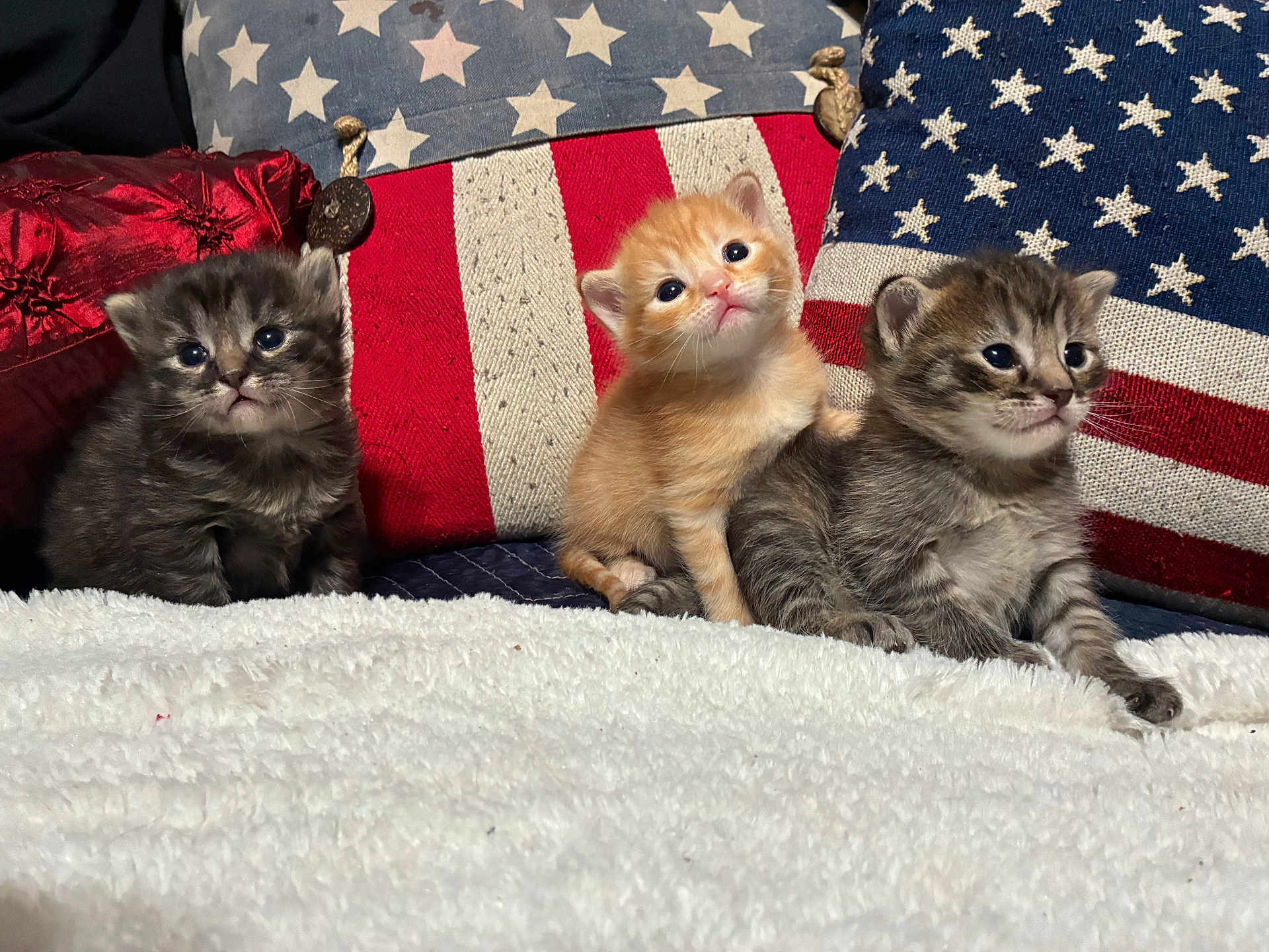 Fancy Lady Cooper joined the competition — help win amazing prizes! kitten, cat, animal, pet, cute, fluffy, fur, indoor, blanket, pillow, pattern, star, striped, orange_kitten, gray_kitten, tabby, small, young, resting, cozy