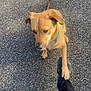 animal, black_pants, brown_dog, canine, casual, collar, daylight, dog, footwear, friendly, interaction, leg, outdoor, pavement, paw, person, pet, shoe, street, walking