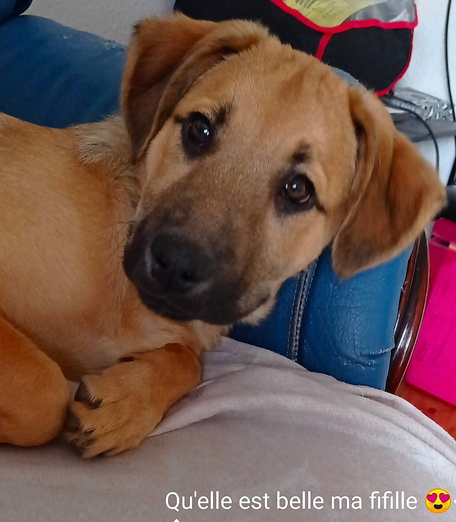 Dixie a rejoint le concours — aidez-le/la à gagner de superbes lots ! carnivore, collar, comfort, companion_dog, dog, dog_breed, dog_collar, dog_supply, ear, fawn, fur, guard_dog, paw, pet_supply, puppy_love, selfie, snout, sporting_group, whiskers, working_animal