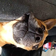 Dixie participe au concours pour gagner de l'argent avec cette photo : animal, black_nose, brown_fur, canine, close_up, couch, curious, dog, domestic_dog, ears, fur, home, indoor, mouth, nose, pet, portrait, relaxing, upside_down, whiskers