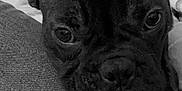 Volt participe au concours pour gagner de l'argent avec cette photo : dog, french_bulldog, close_up, black_and_white, pet, indoor, resting, fabric, texture, ears, face, eyes, nose, canine, cozy, home, background, clothes, furniture, portrait