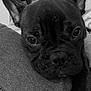 background, black_and_white, canine, close_up, clothes, cozy, dog, ears, eyes, fabric, face, french_bulldog, furniture, home, indoor, nose, pet, portrait, resting, texture
