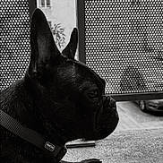 Volt participe au concours pour gagner de l'argent avec cette photo : dog, french_bulldog, black_and_white, pet, animal, balcony, window, metal_screen, urban, outdoor, resting, side_view, ears, collar, texture, floor, contemplative, portrait, close_up, monochrome