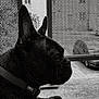 animal, balcony, black_and_white, close_up, collar, contemplative, dog, ears, floor, french_bulldog, metal_screen, monochrome, outdoor, pet, portrait, resting, side_view, texture, urban, window