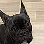 Volt participe au concours pour gagner de l'argent avec cette photo : dog, french_bulldog, black_dog, pet, indoor, floor, wooden_floor, sitting, looking_up, ears_up, curious, close_up, animal, companion, cute, domestic_animal, paw, snout, white_patch, shoe
