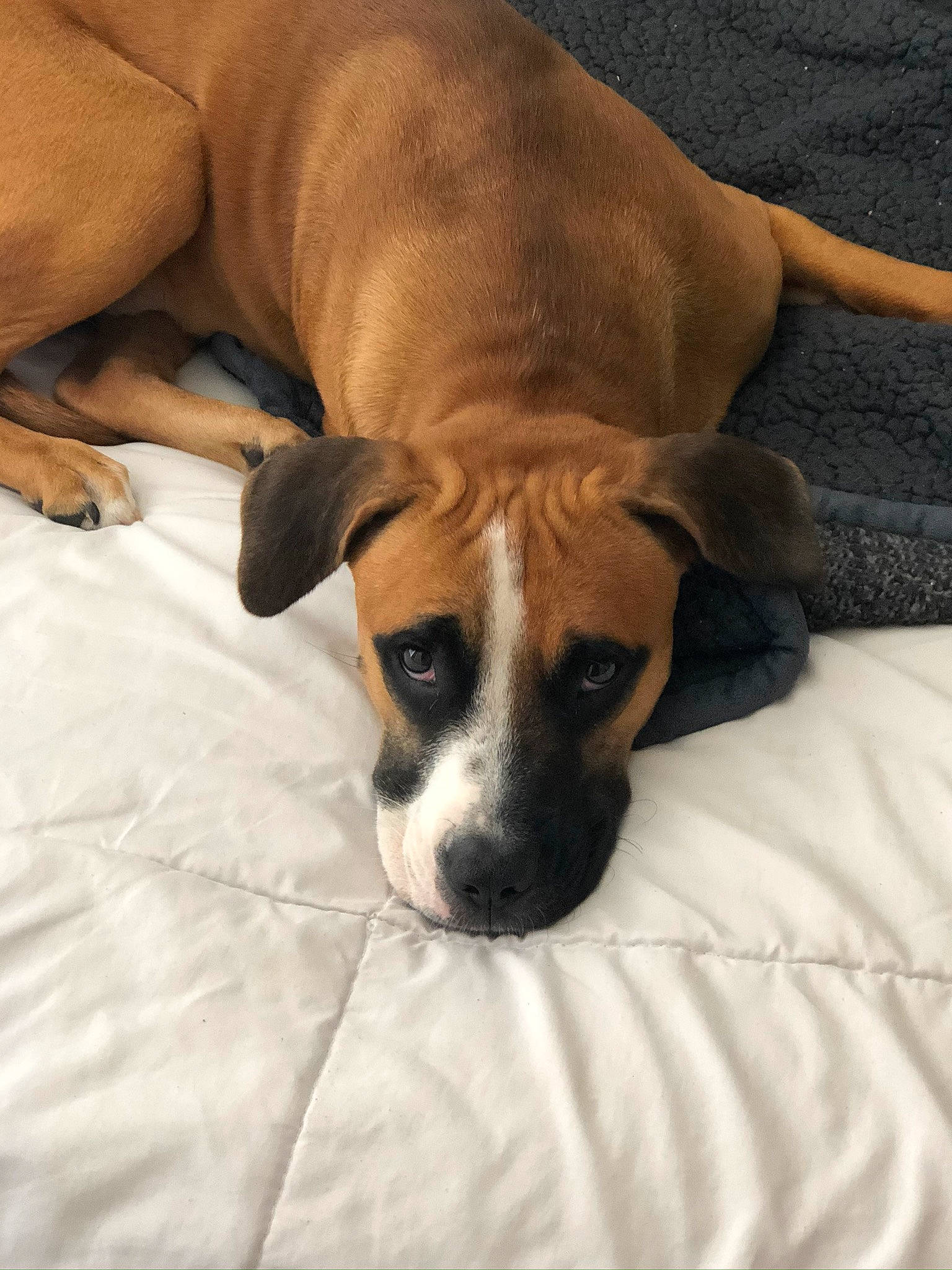 Cooper is registered to the contest to win money with this photo: black_mouth_cur, boerboel, bullmastiff, canidae, carnivore, dog, dog_breed, fawn, great_dane, mammal, non_sporting_group, potcake_dog, puppy, rare_breed_dog, rhodesian_ridgeback, snout, vertebrate